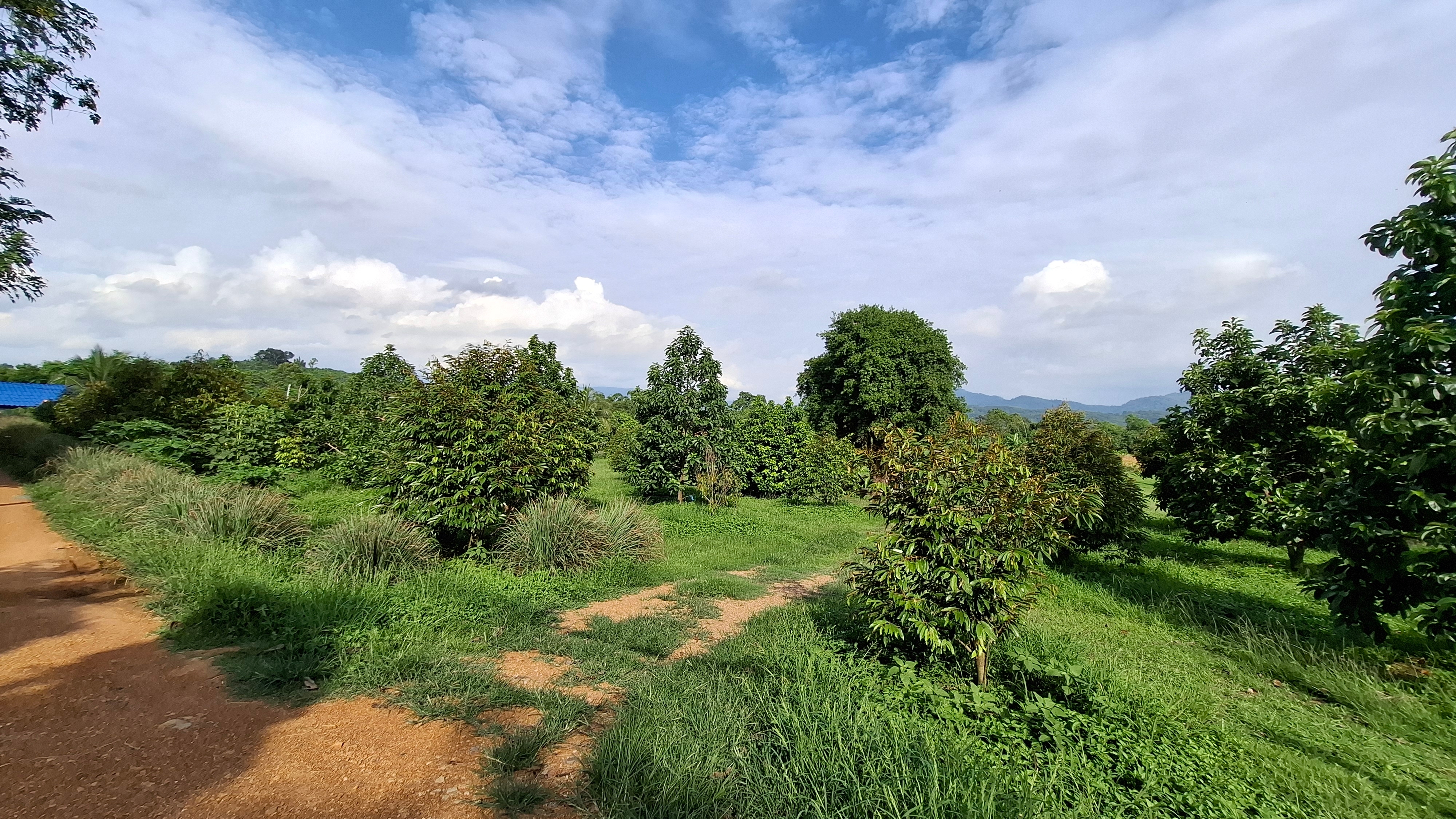 ที่ดิน สวนทุเรียน  วิวเขาสวย ติดคลอง