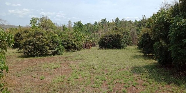 Land for sale 17-3-73 rai 11.7MB. Longan orchard, Pongkum Village, Mae Pong, Doi Saket, Chiang Mai