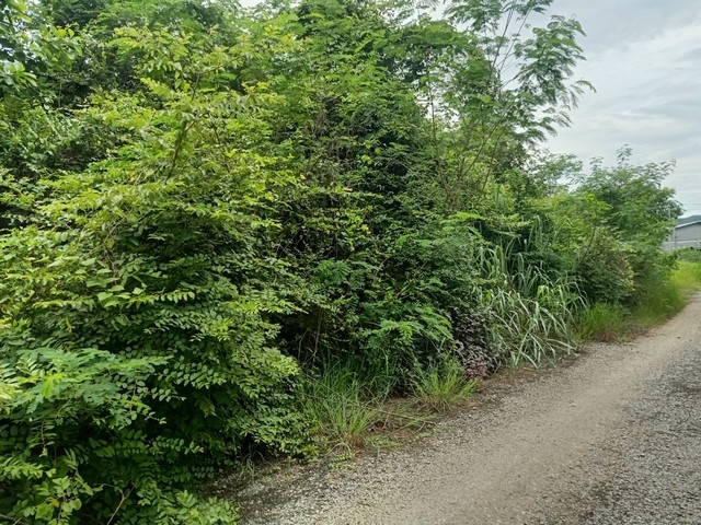 Land sale 186Wa. 651KB. Gravel road, near Super Highway 2.2 km. Pa Sak, Mueang Lamphun