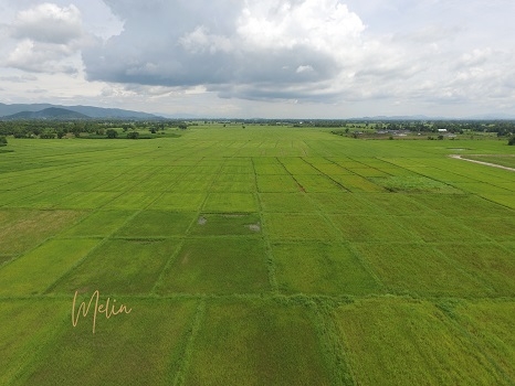 Large plot of land for sale in Chiang Rai, special price, near Mae Fah Luang Airport, only 23 minute