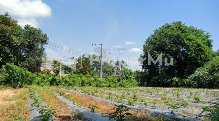 Beautiful Land for SALE  T. Ban Tat, A. Mueang Udon, UdonThani