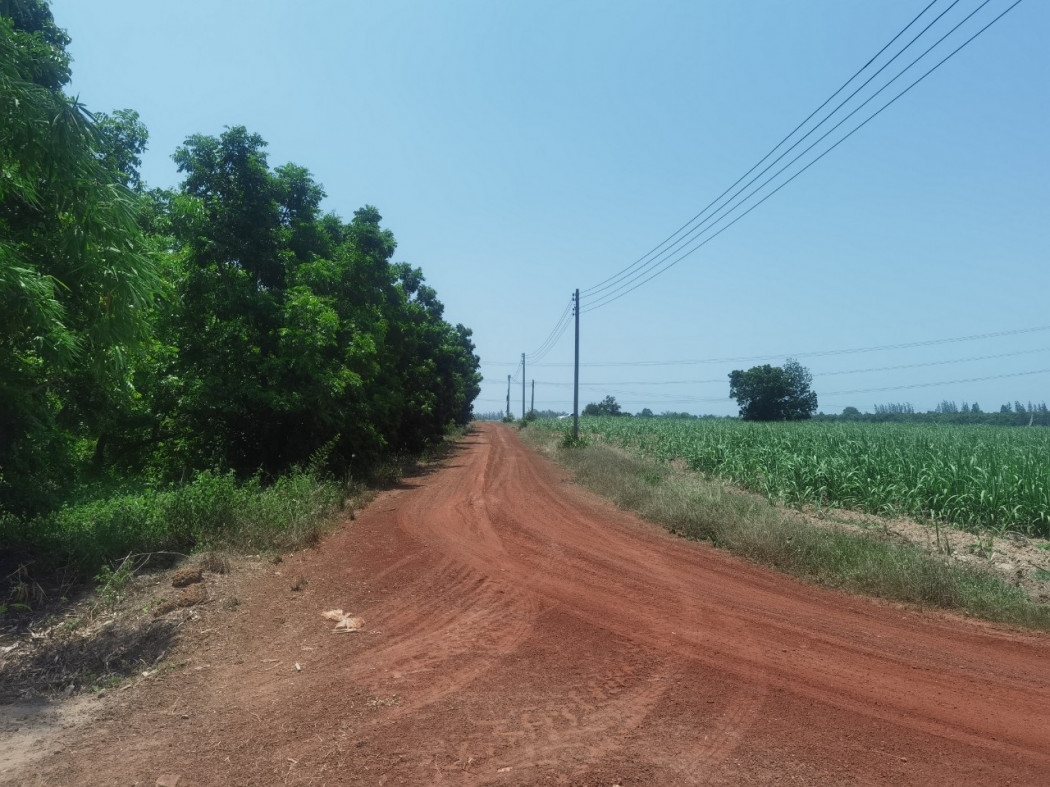 Land for sale, bamboo plantation, cheap price ME043 Bo Kwang Thong, Bo Thong, Chonburi, size 2 rai, 