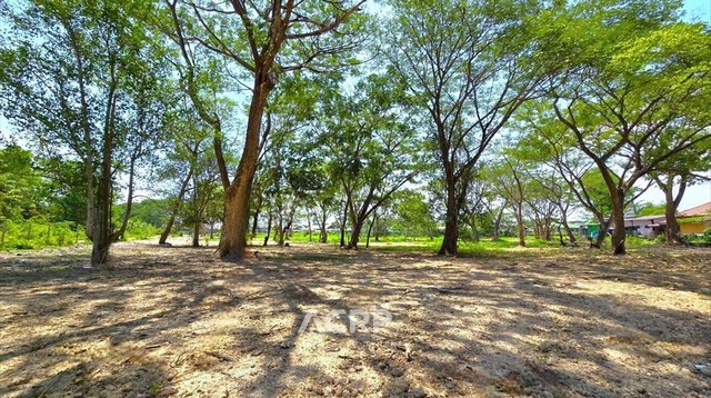 Land for sale in Nong Han Sub-district, San Sai District, Chiang Mai