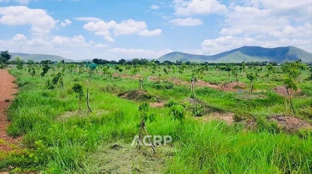 Land for sale in Makhuea Chae Subdistrict, Lamphun