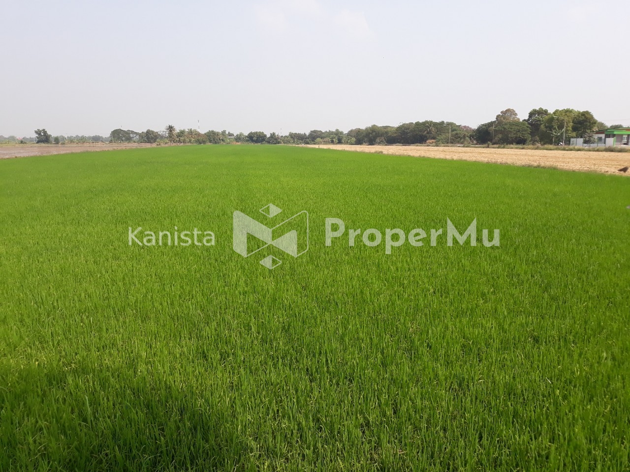 Sam Khok District Land 14 Rai 3 Ngan 61.6 square meters