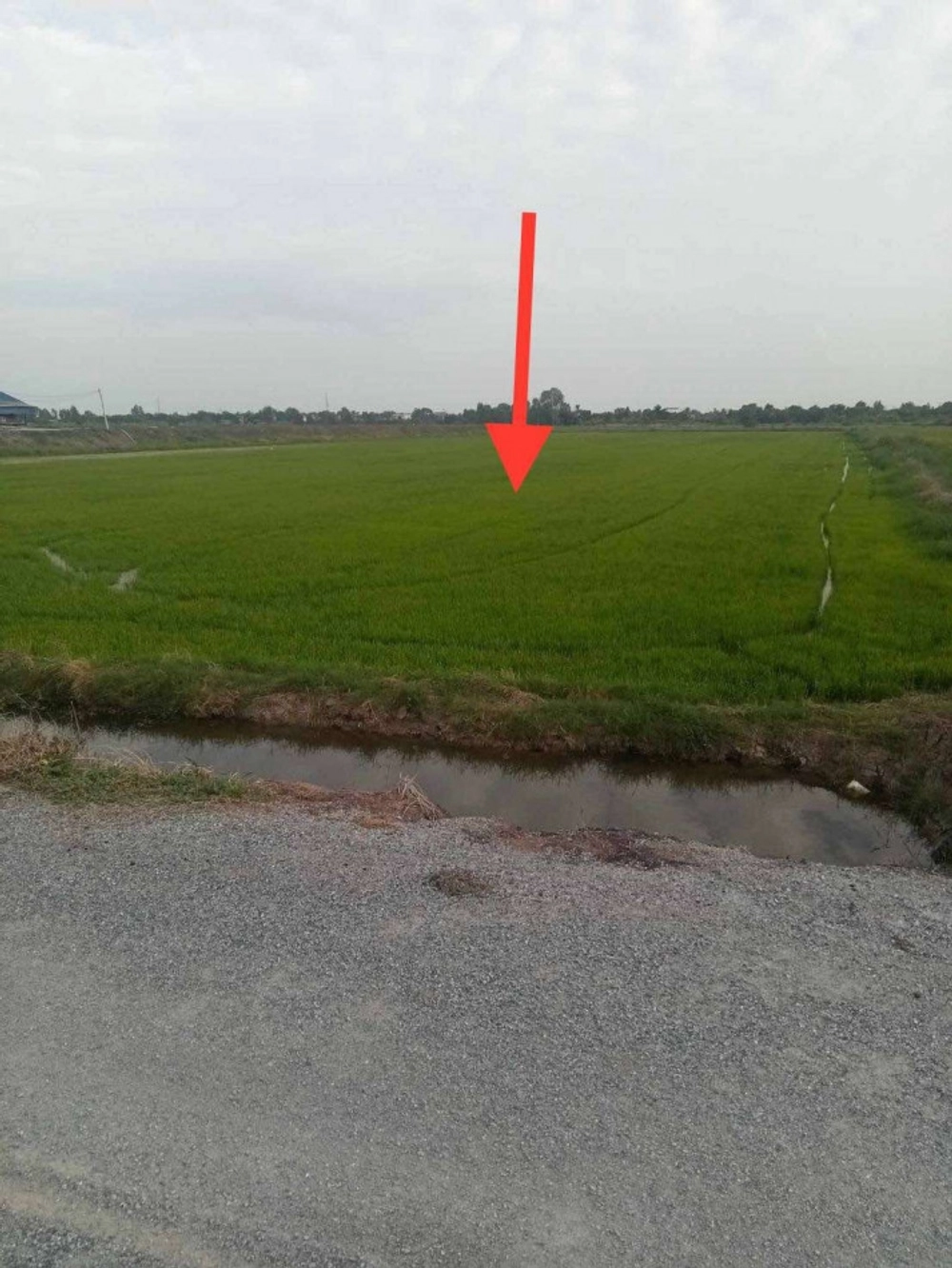 Land for sale, very cheap, near Bangli Market, Song Phi Nong, Suphan Buri