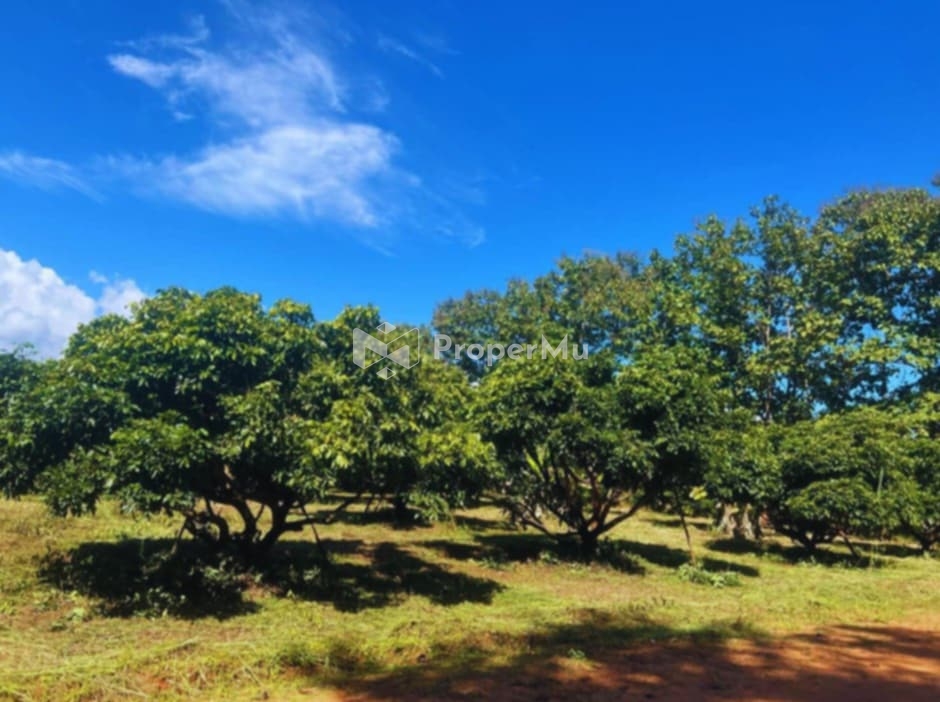 Longan orchard for sale