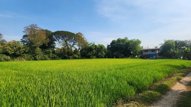 ให้เช่าที่ดิน ที่ดินติดถนนใหญ่ คลองสิบ-คลองสิบสี่