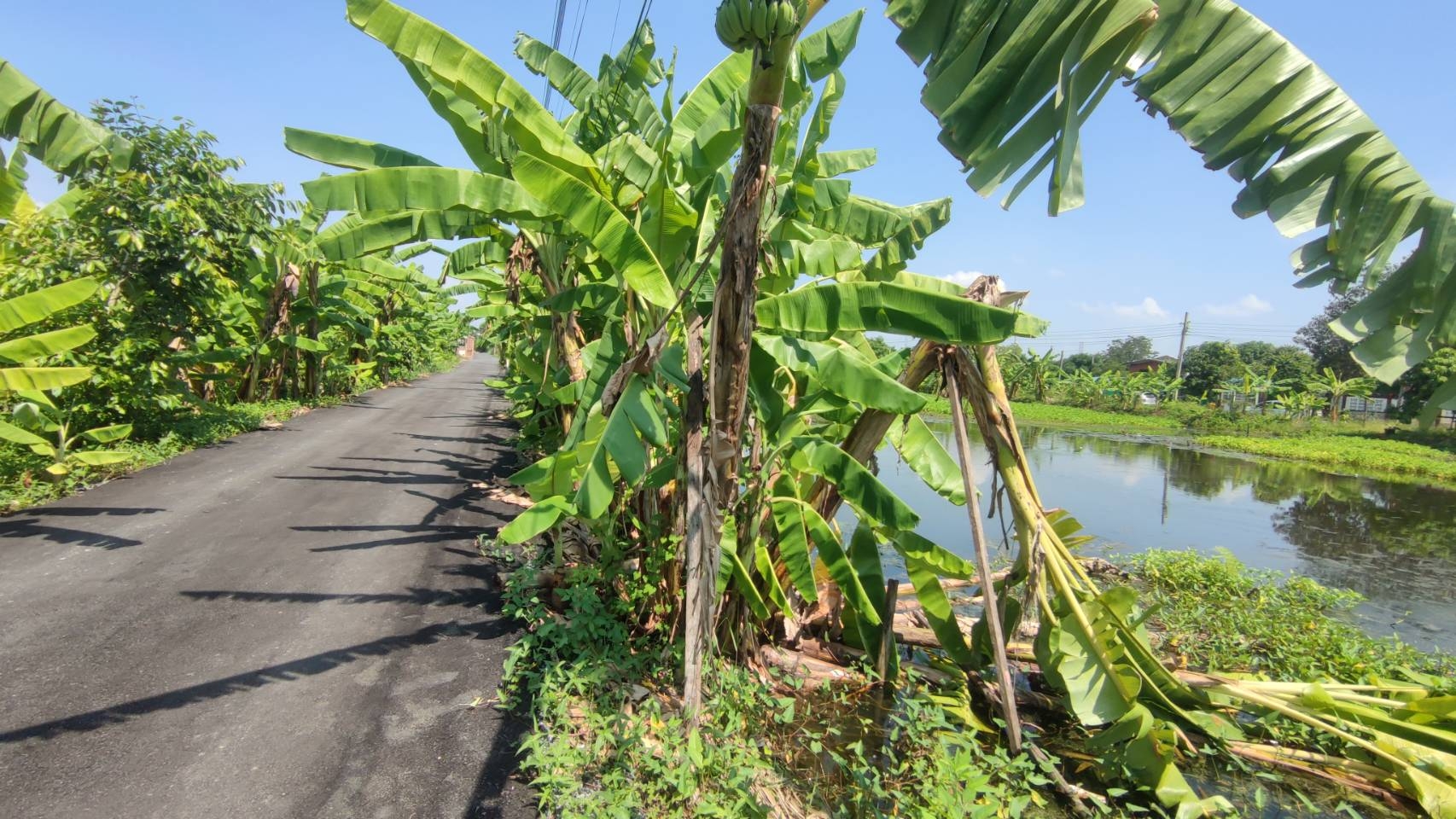  ขายด่วน ที่ดิน 200 ตร.วา ซอยเจ็ดพี่น้อง แขวงทรายกองดินใต้ มีนบุรี กทม.